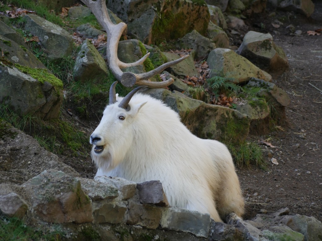 A large white Rocky Mountain Goat looking as if he's laughing at a joke. 