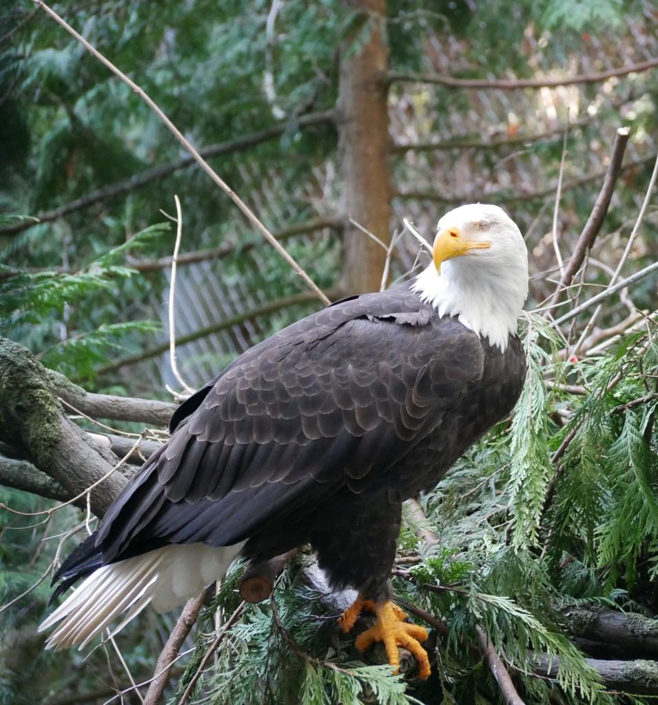 A one-eyed bald eagle. 