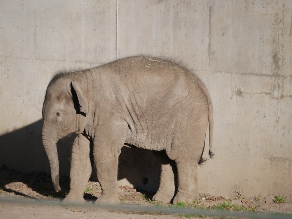 An 11-month old Asian elephant named Tula-To.