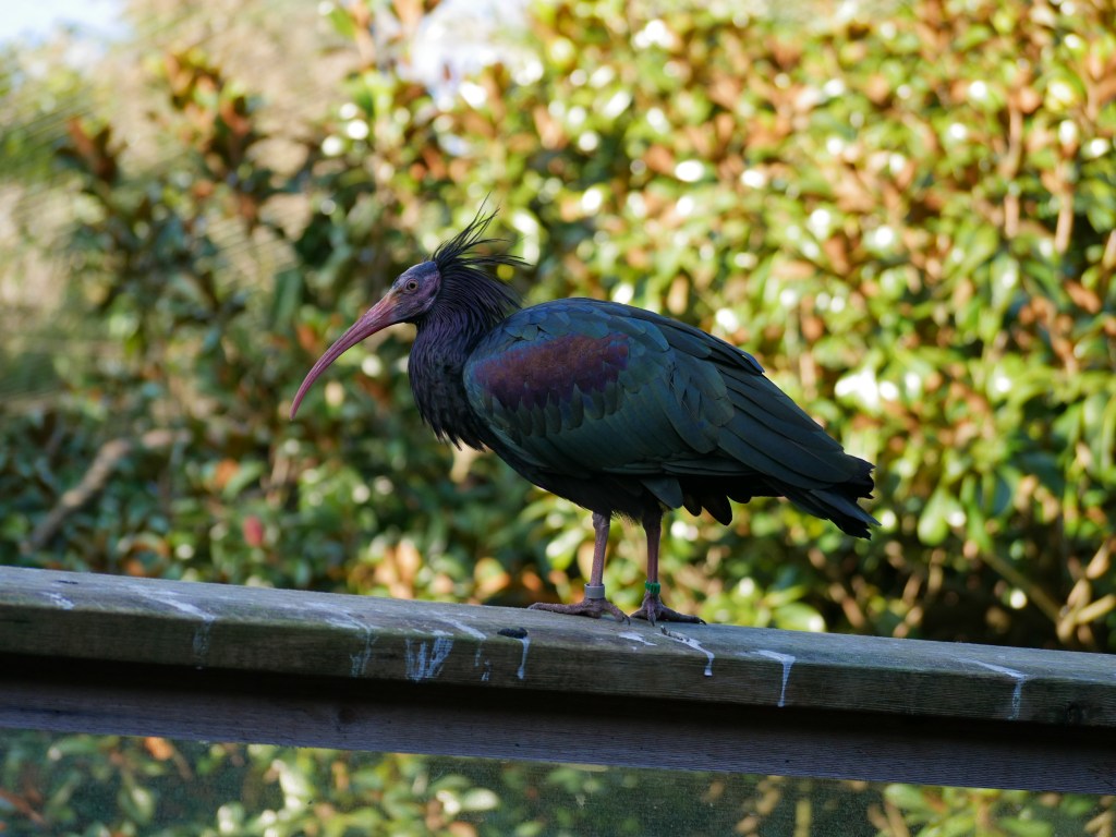 A bird whose name I have forgotten, but who has a long pink beak, dark green and maroon plumage, and a very exciting hairstyle.